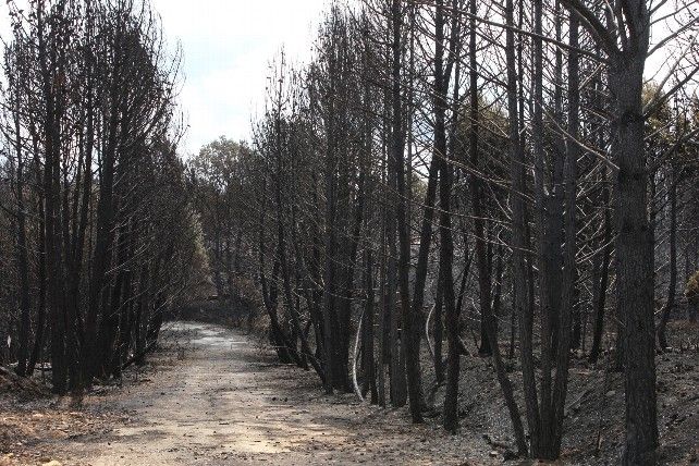 Incendio en la Sierra de la Culebra en Zamora. // JL Leal / ICAL
